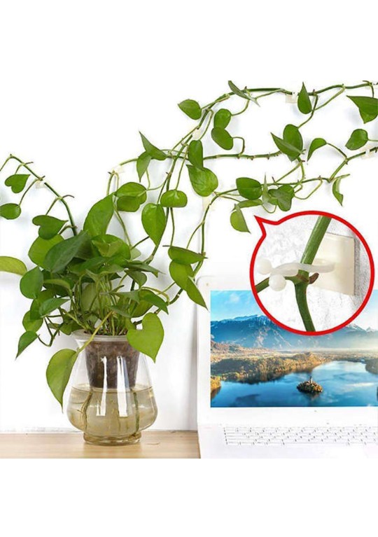 گیره پتوس یا گیره نگهدارنده گیاهان رونده پلاستیکی بی رنگ