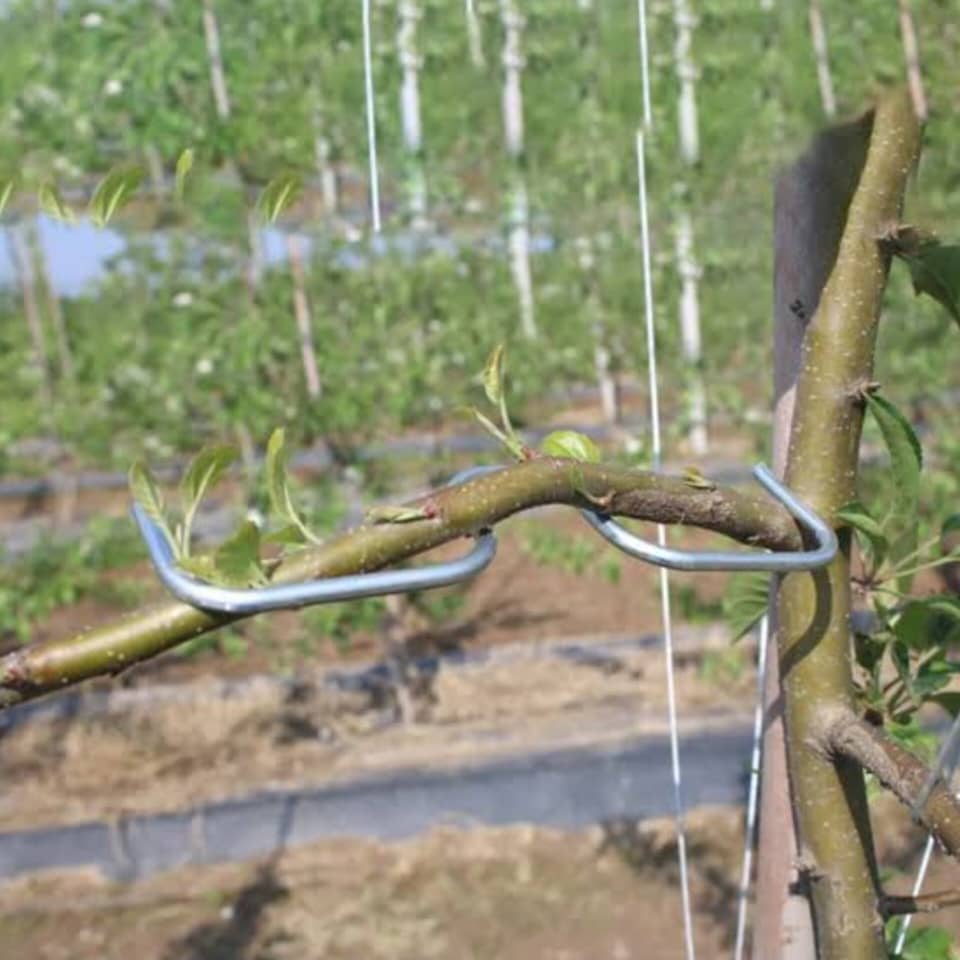 فرم‌دهنده شاخه گیاه