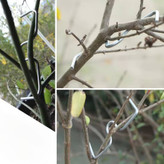 فرمدهنده شاخه گیاه