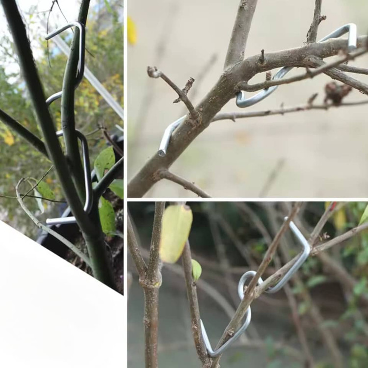 فرمدهنده شاخه گیاه