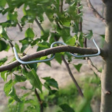 فرمدهنده شاخه گیاه